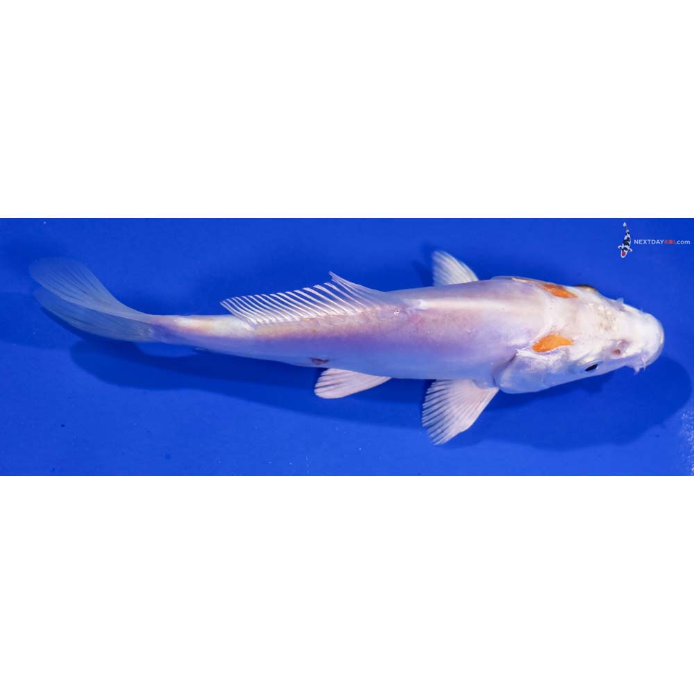 5.5” Imported Kikusui