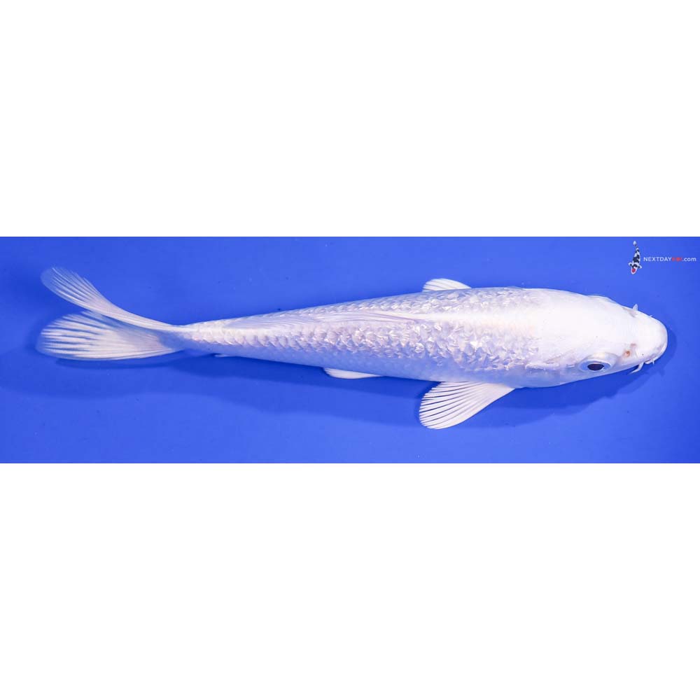 6” Imported Gin Rin Platinum Ogon