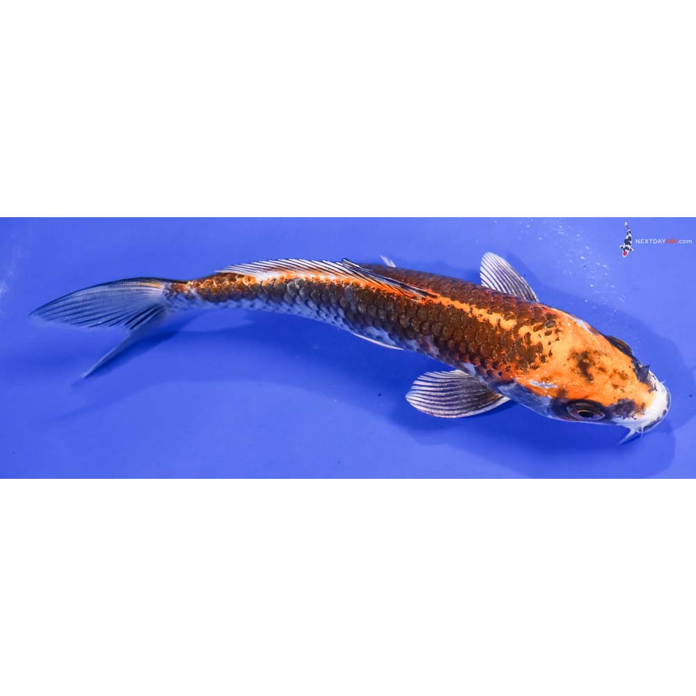 6.5” Imported Kujaku