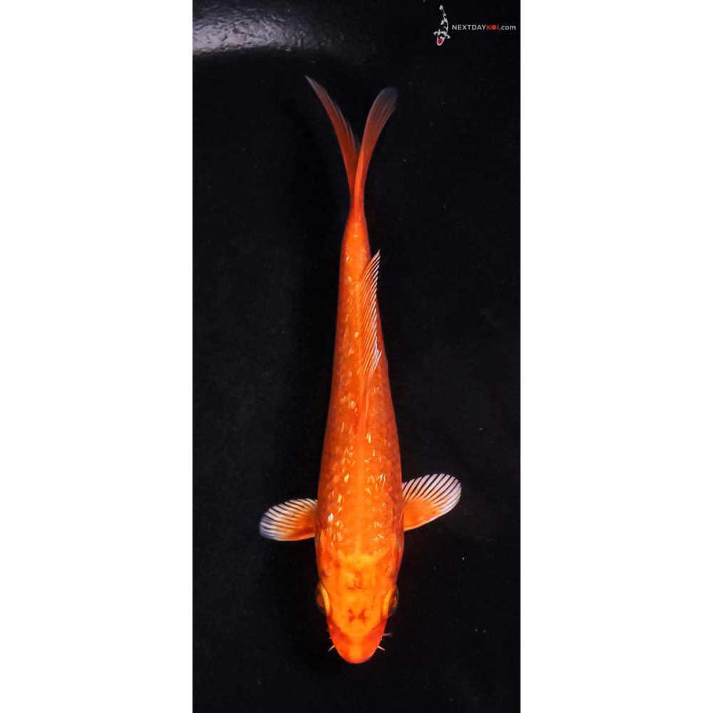 5” Imported Gin Rin Orenji Ogon