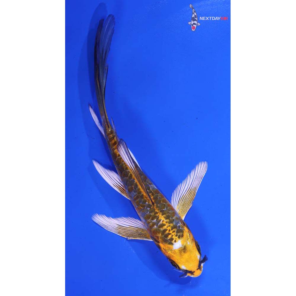5.5” Imported Armor Scaled Kujaku Butterfly Koi