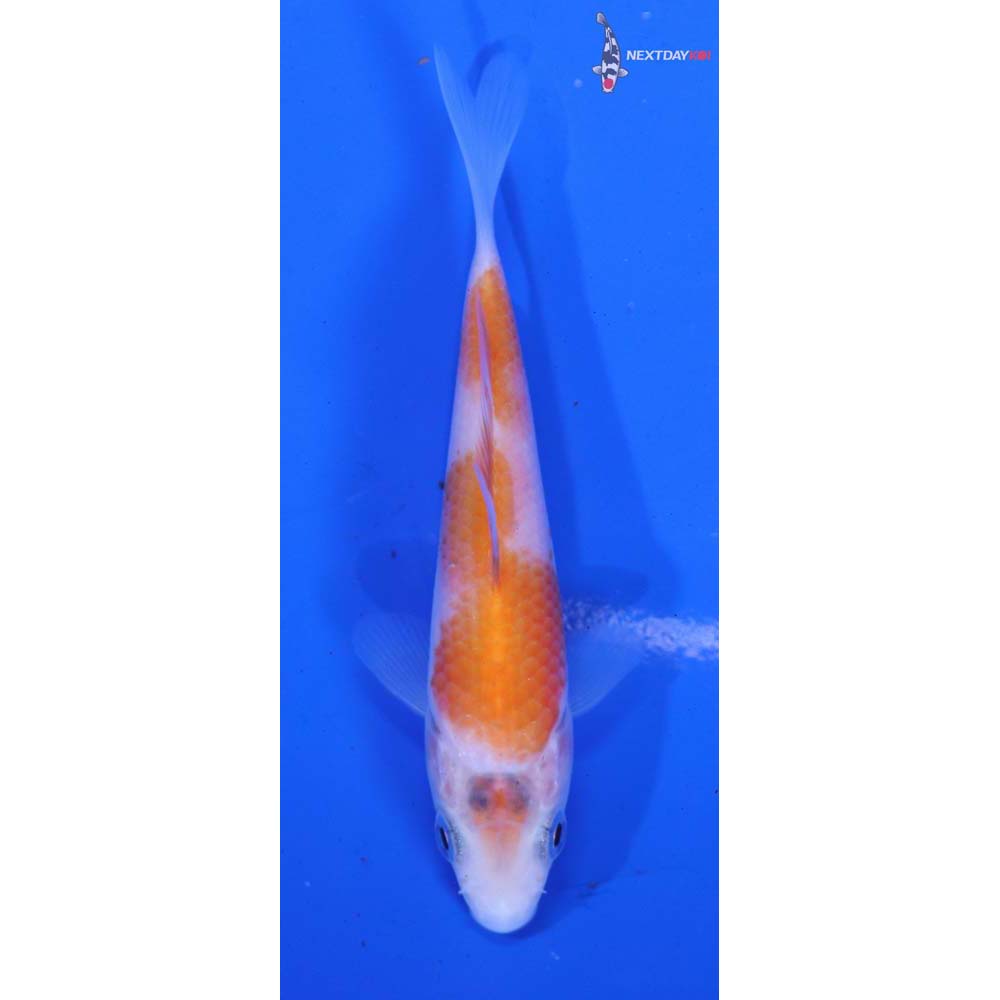 3.5” Imported Kohaku