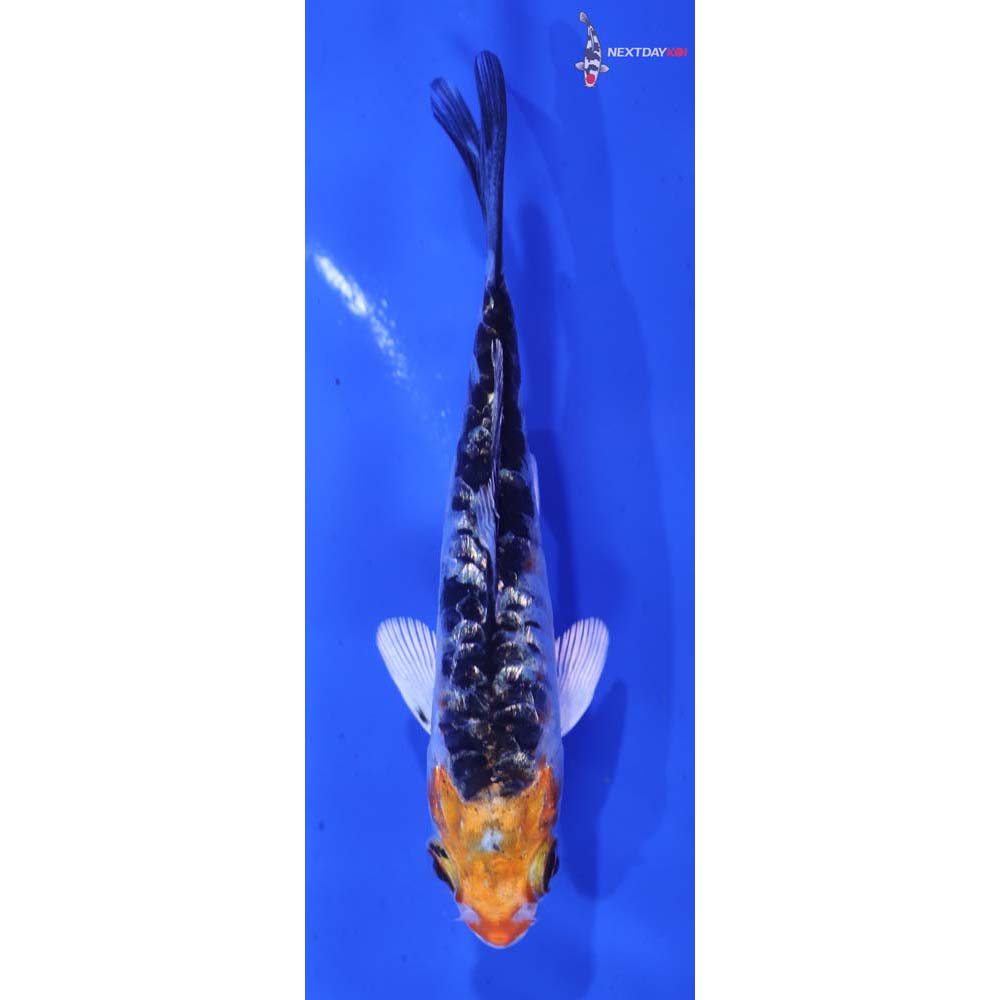 4” Imported Gin Rin Heisei Nishiki