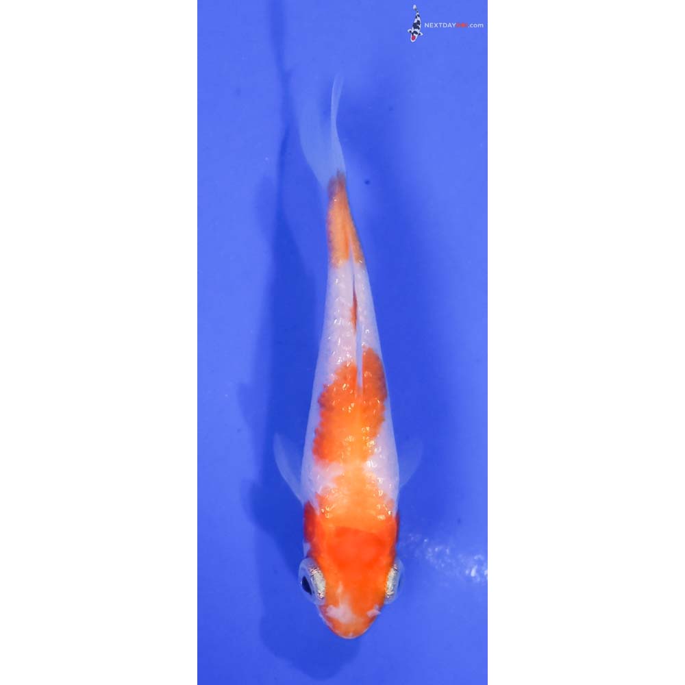 3” Imported Gin Rin Kohaku