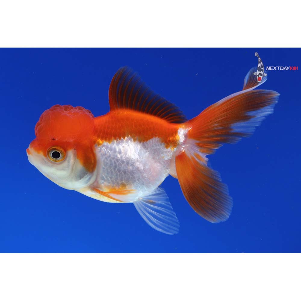 4” Imported Red and White Oranda