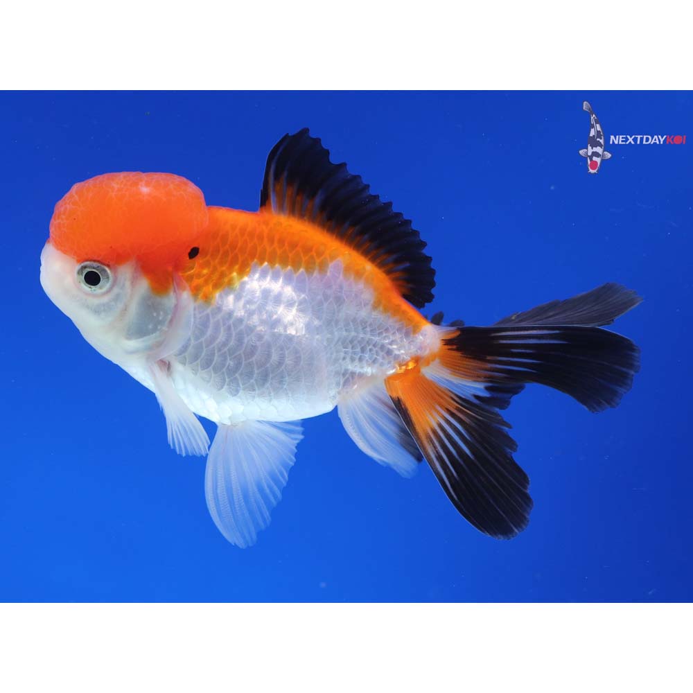 4” Imported Male Tri Color Oranda