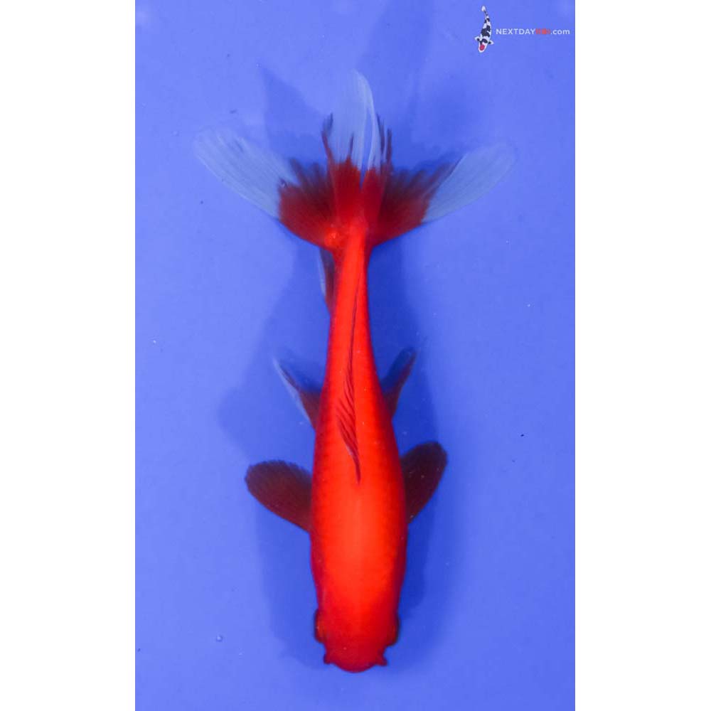 4.5” Imported Red Wakin