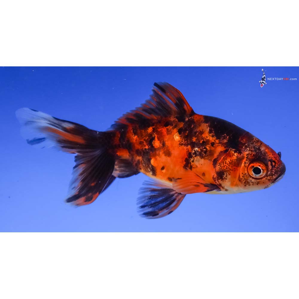 4” Imported Calico Wakin