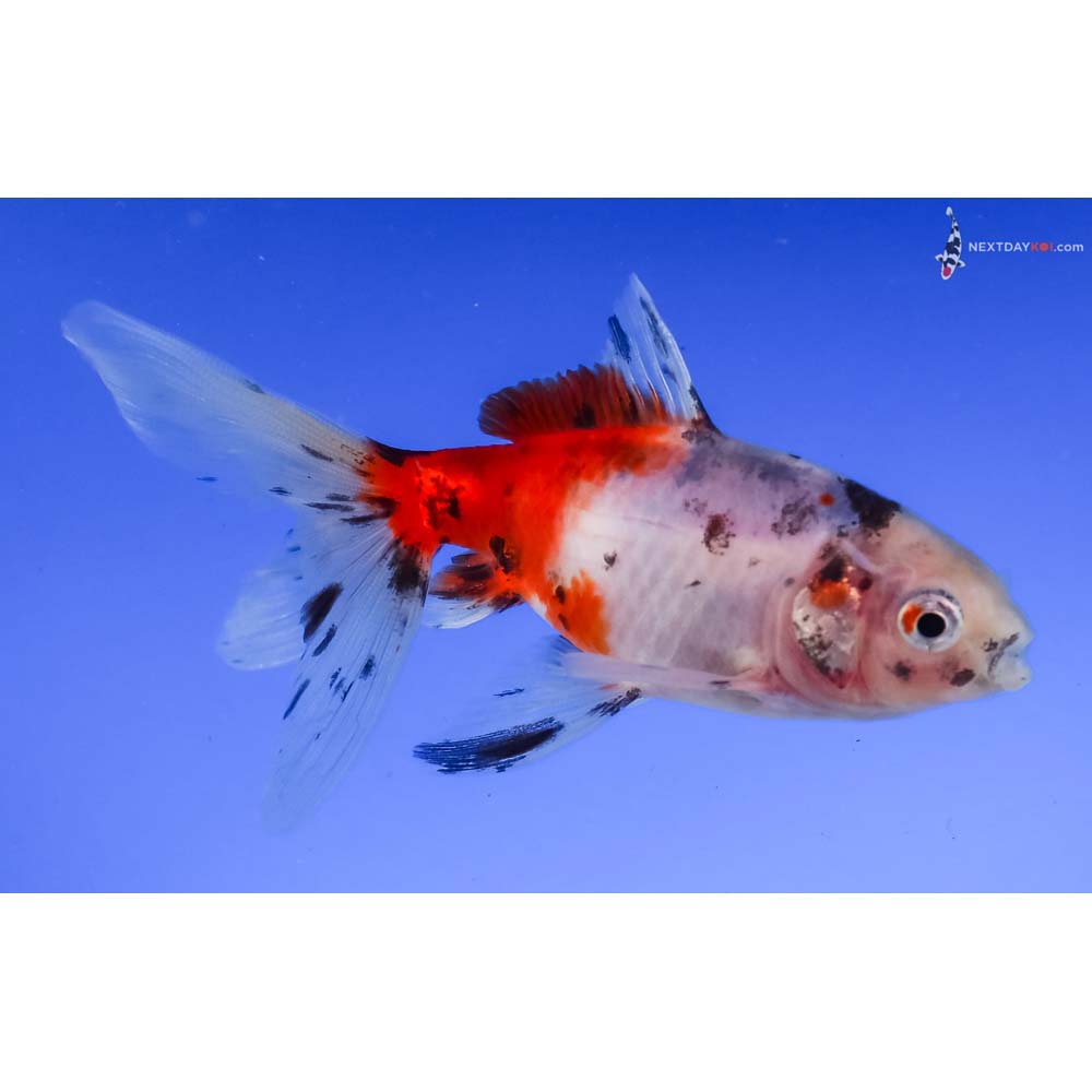 3.5” Imported Male Calico Wakin