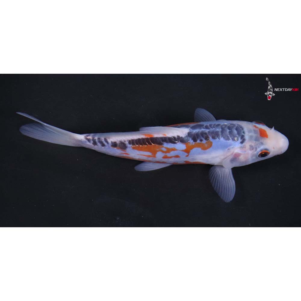 6.5” Imported Shusui