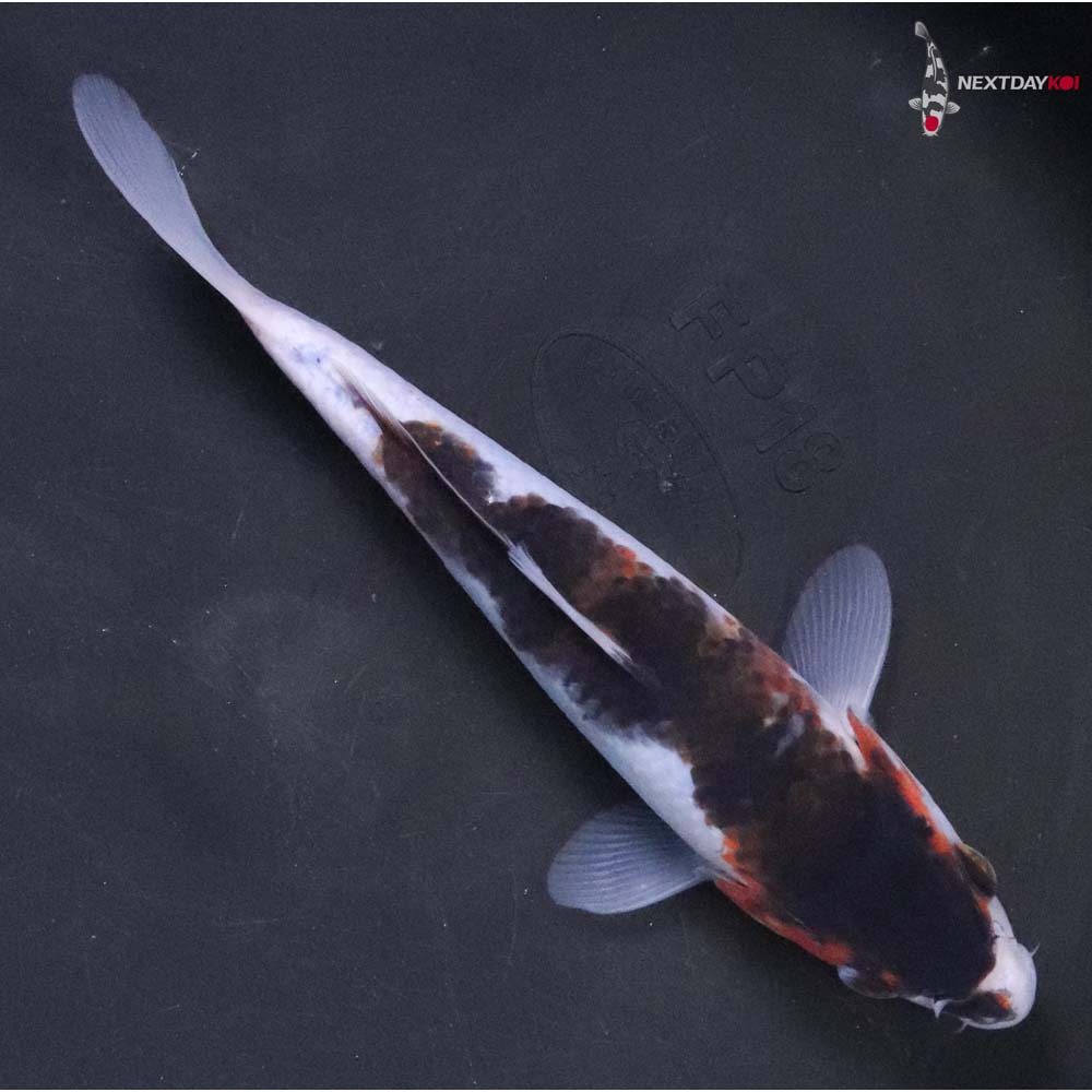 7” Imported Goromo