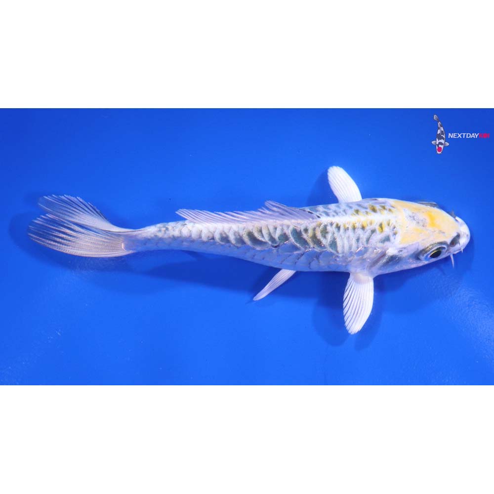 4.5” Imported Doitsu Kujaku