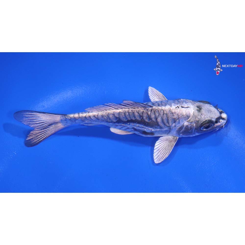 4.5” Imported Kikokuryu