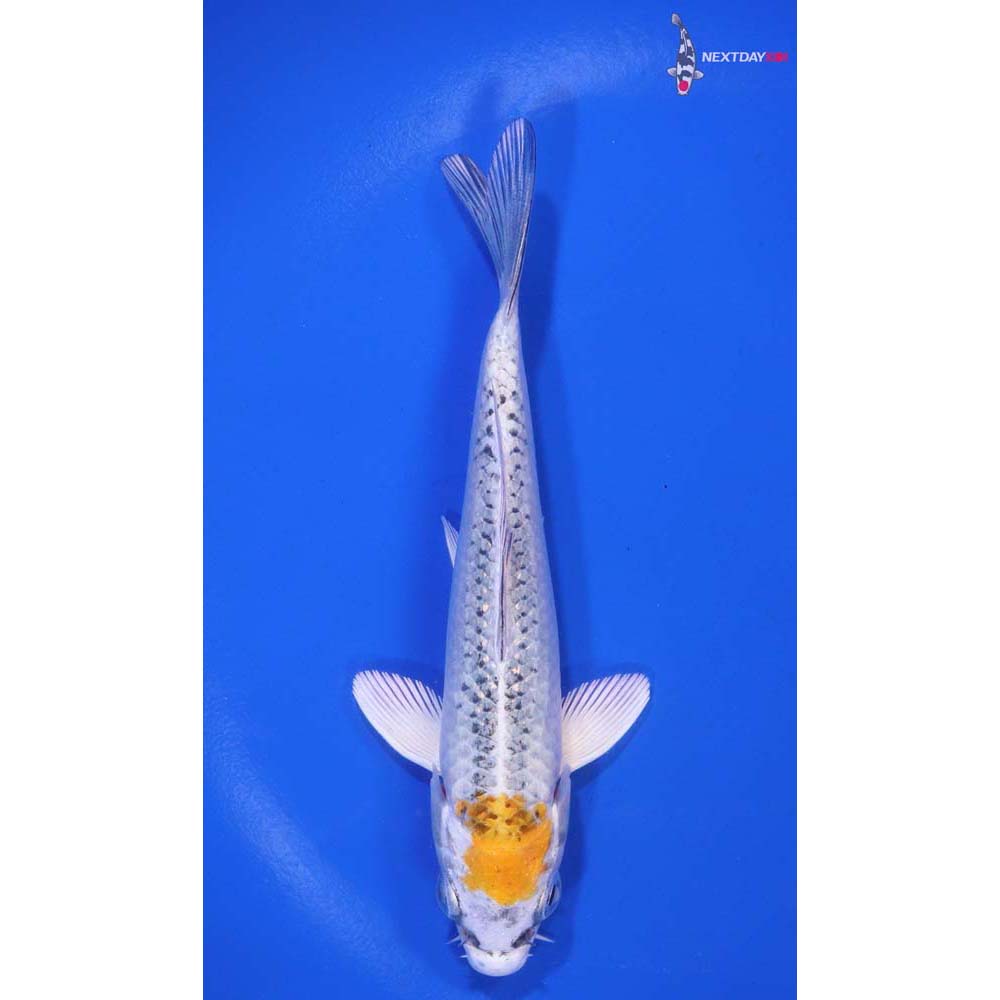 5” Imported Kujaku