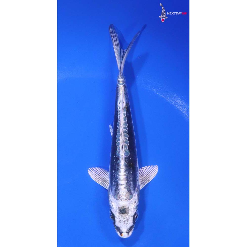 5” Imported Kikokuryu