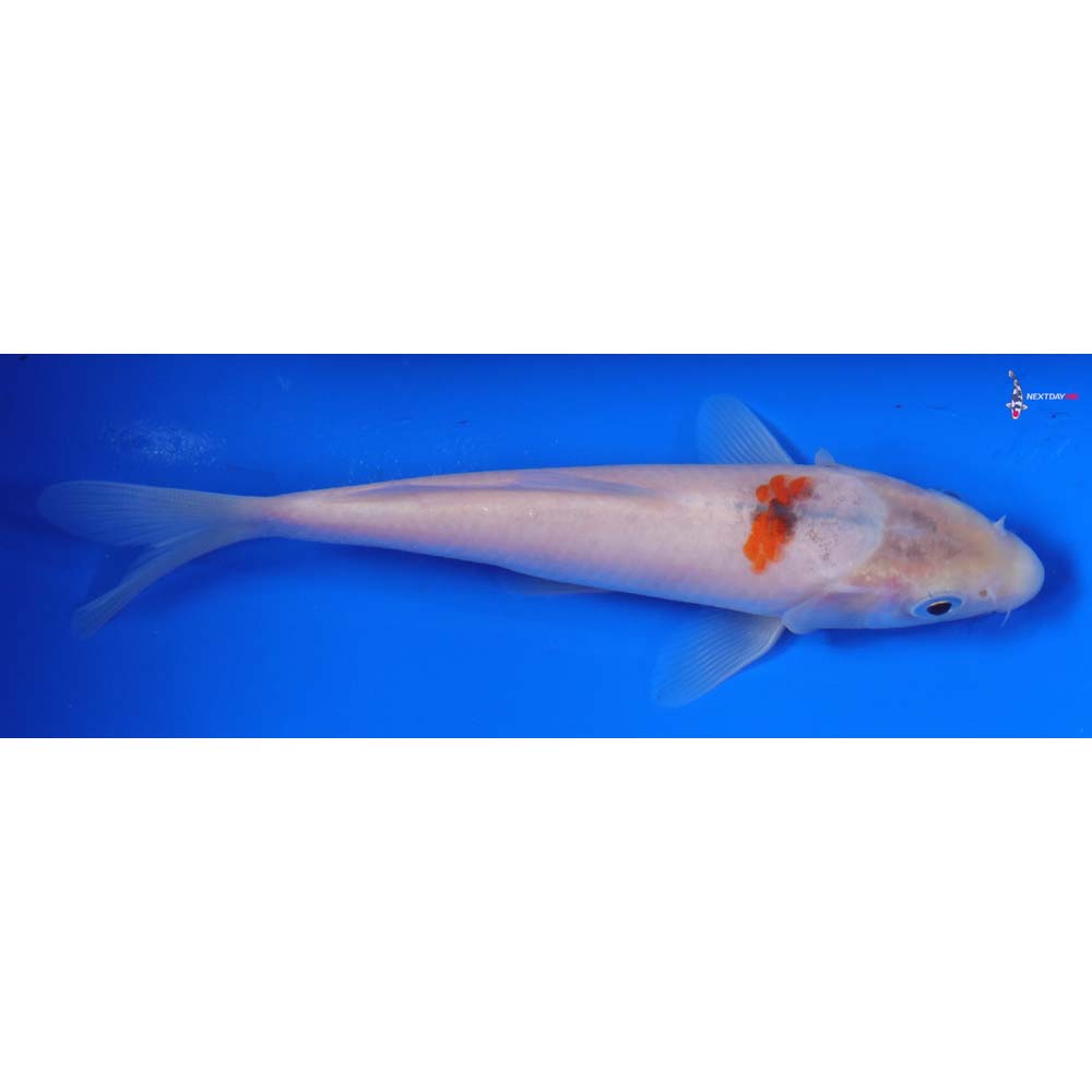 6” Imported Sanke