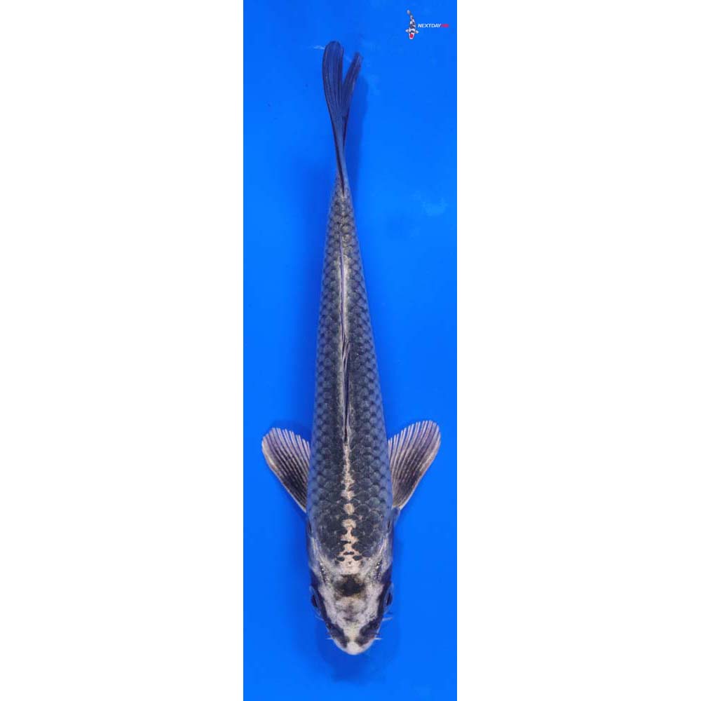 6” Imported Gin Matsuba