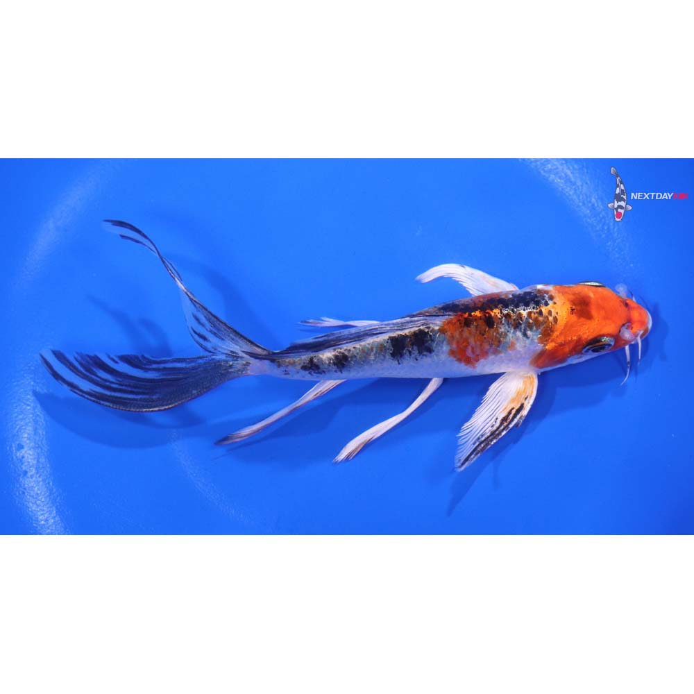 5.5” Imported Yamato Nishiki Butterfly Koi