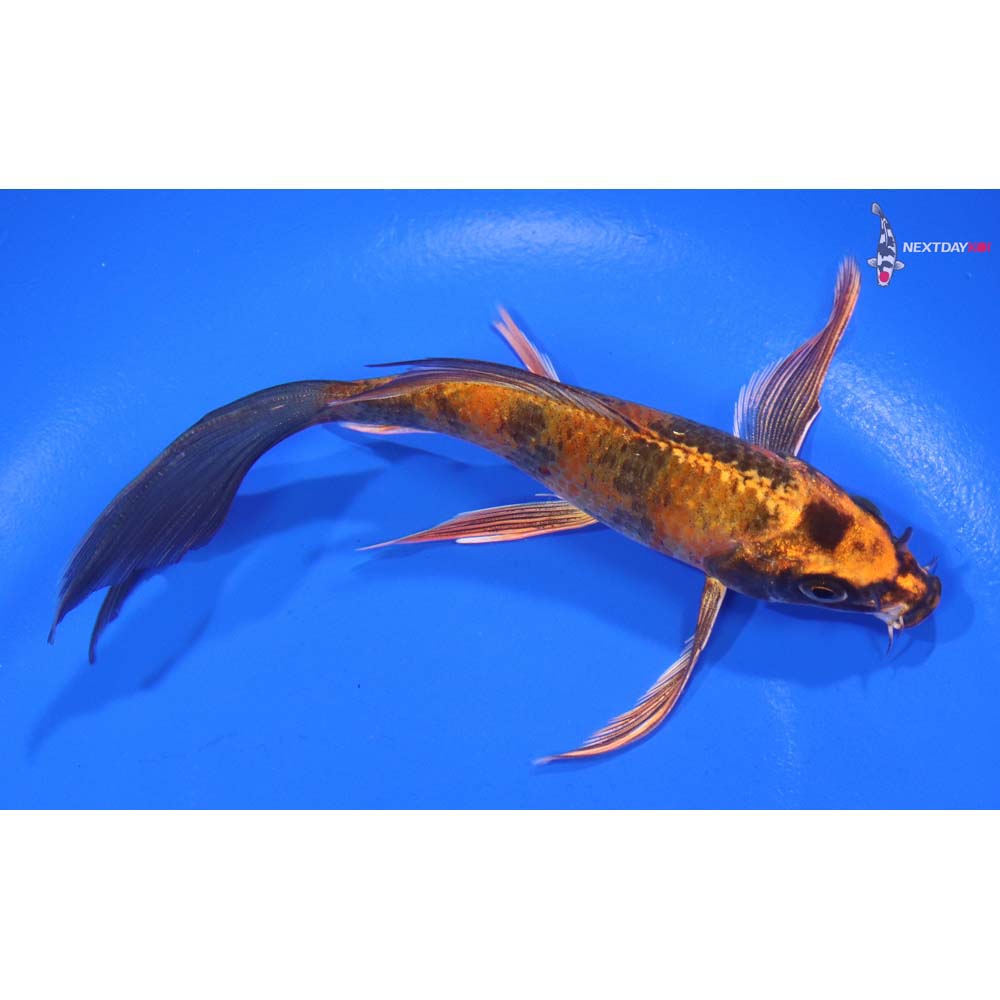 5.5” Imported Hi Utsuri Butterfly Koi