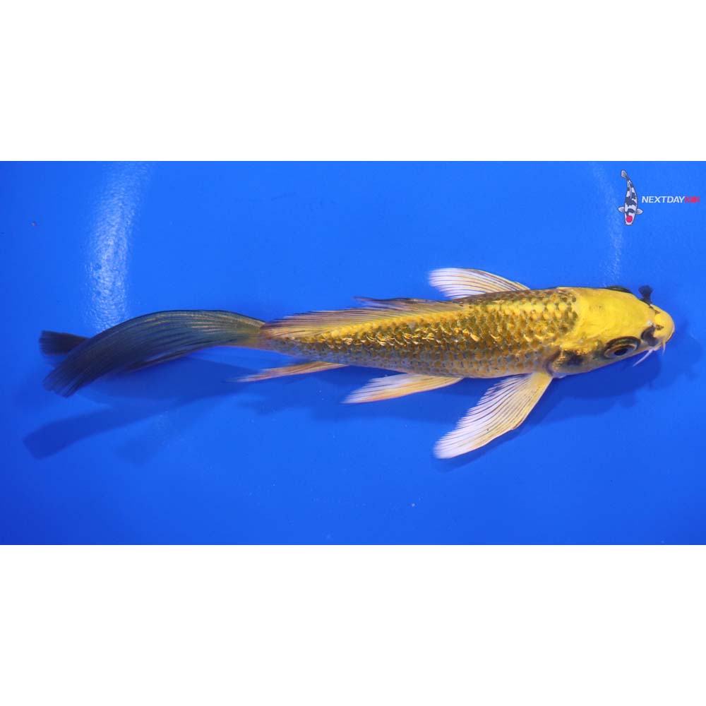 5.5” Imported Gin Rin Ki Matsuba Butterfly Koi