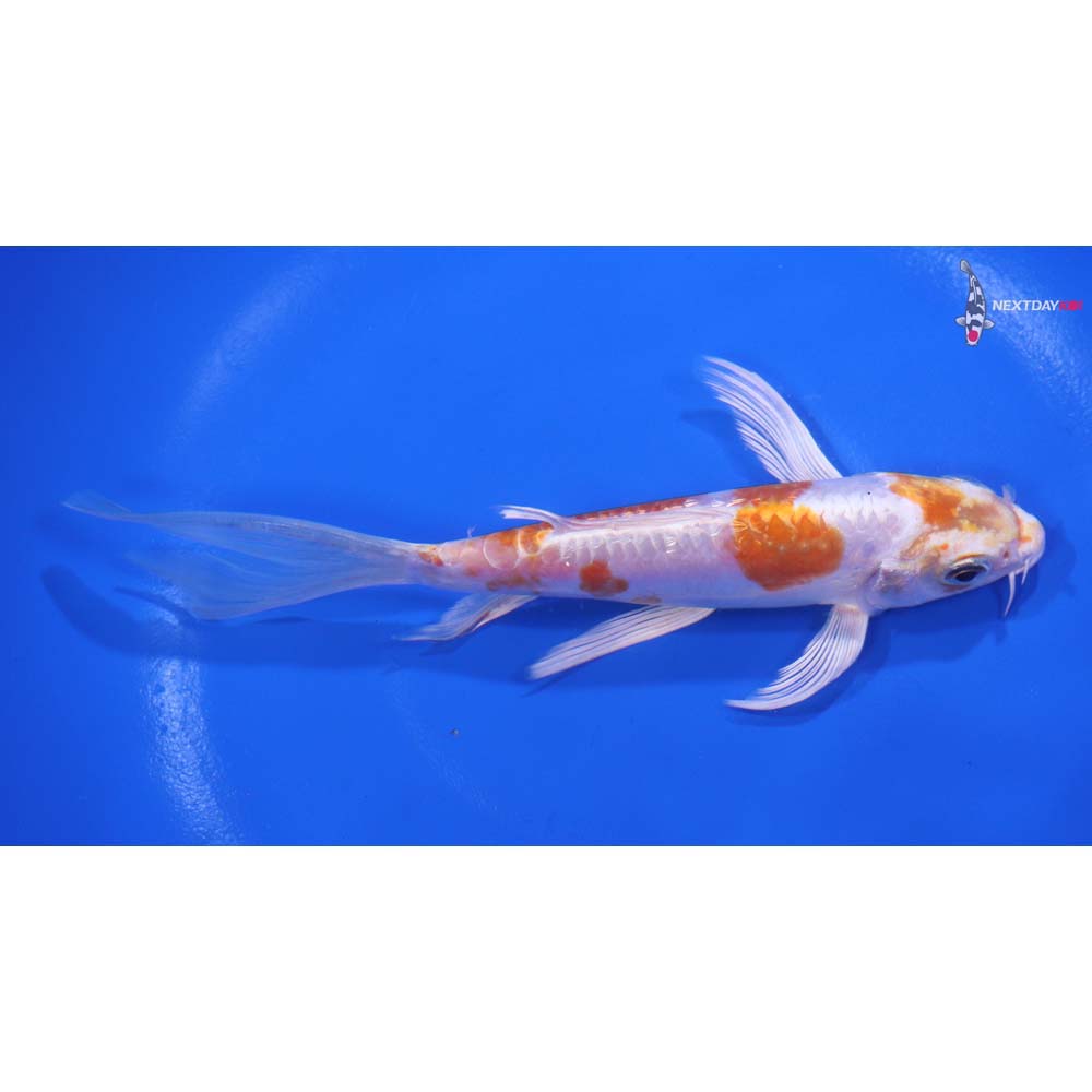 6” Imported Kikusui Butterfly Koi