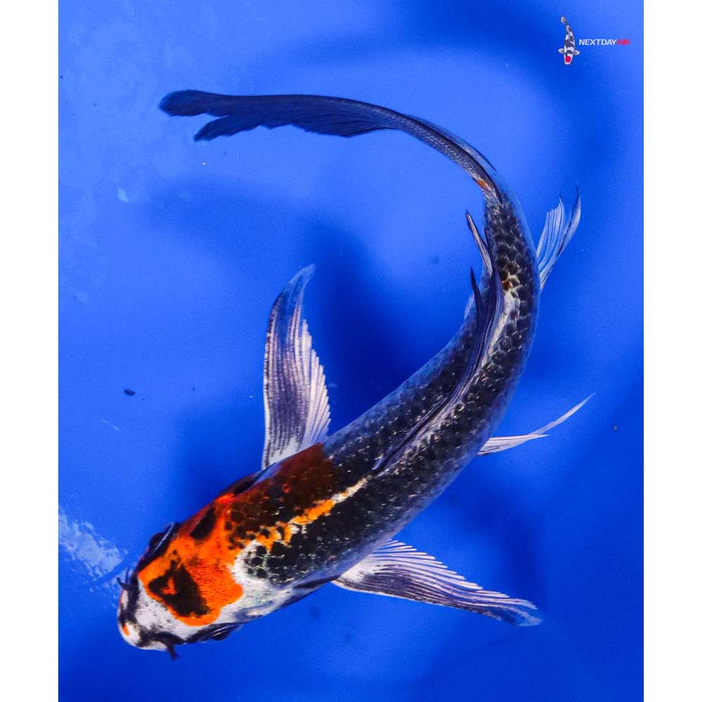 5” Imported Kujaku Butterfly Koi