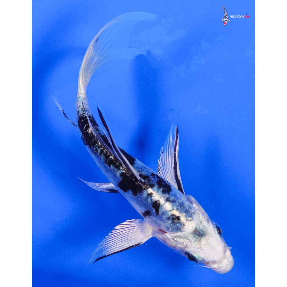 5” Imported Doitsu Gin Shiro Bekko Butterfly Koi