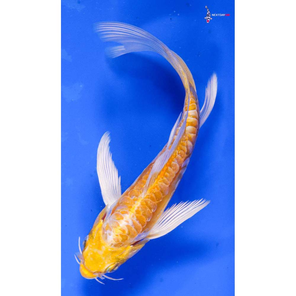 5.5” Imported Doitsu Lemon Hariwake Butterfly Koi