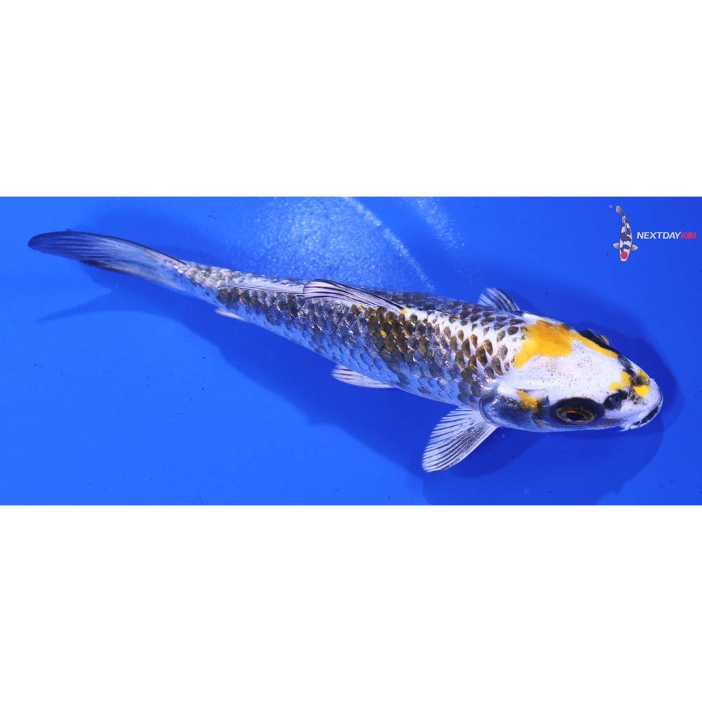 5.5” Imported Gin Rin Kujaku