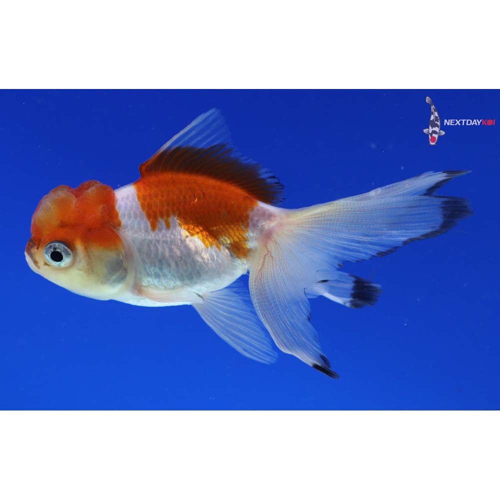 4” Imported Tri Color Panda Oranda