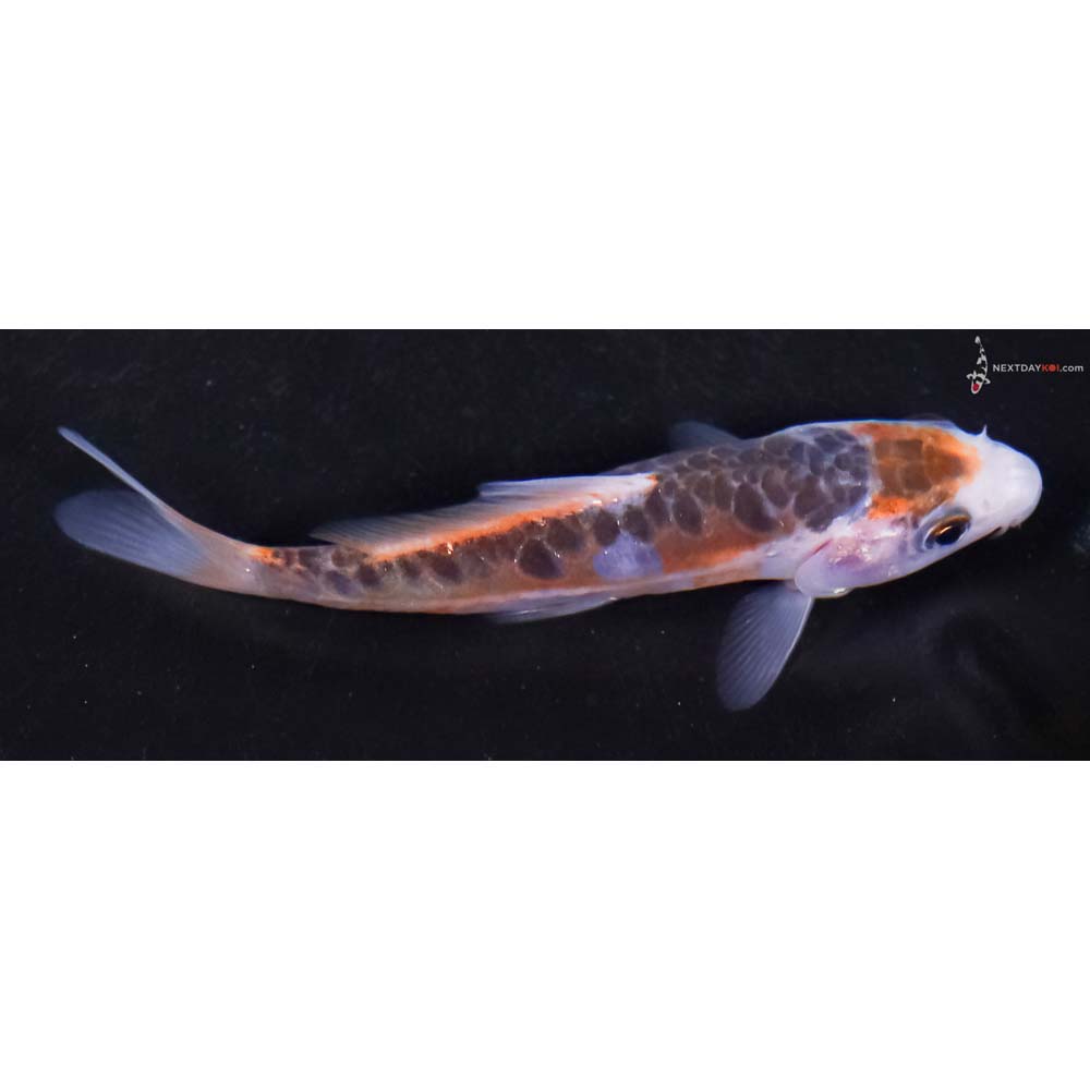 3.5” Imported Shusui