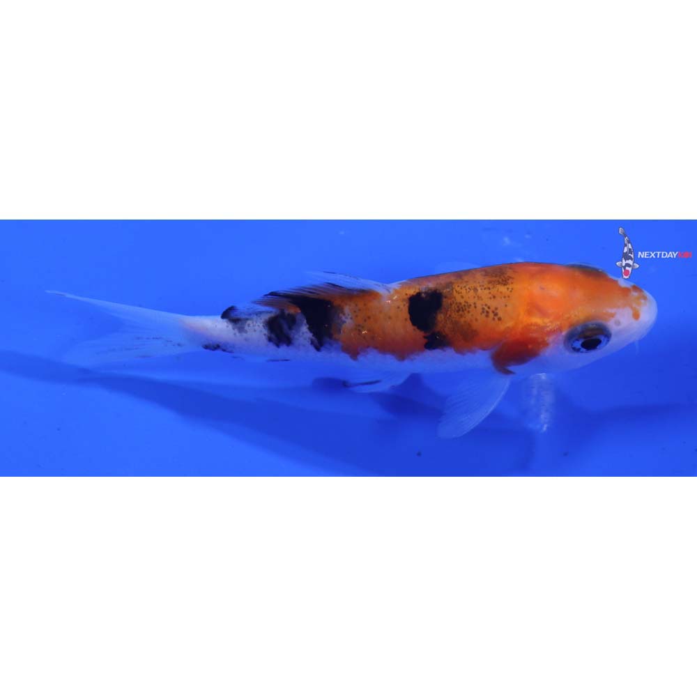 3” Imported Sanke