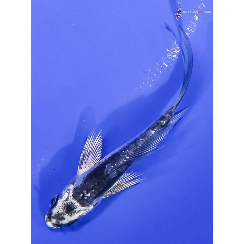 3.5” Imported Kikokuryu Butterfly Koi