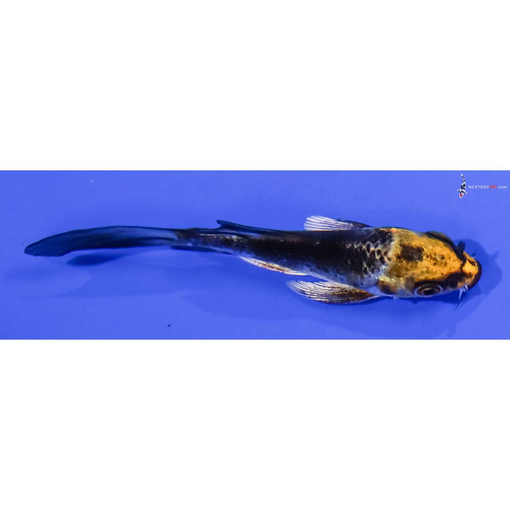 3” Imported Kujaku Butterfly Koi