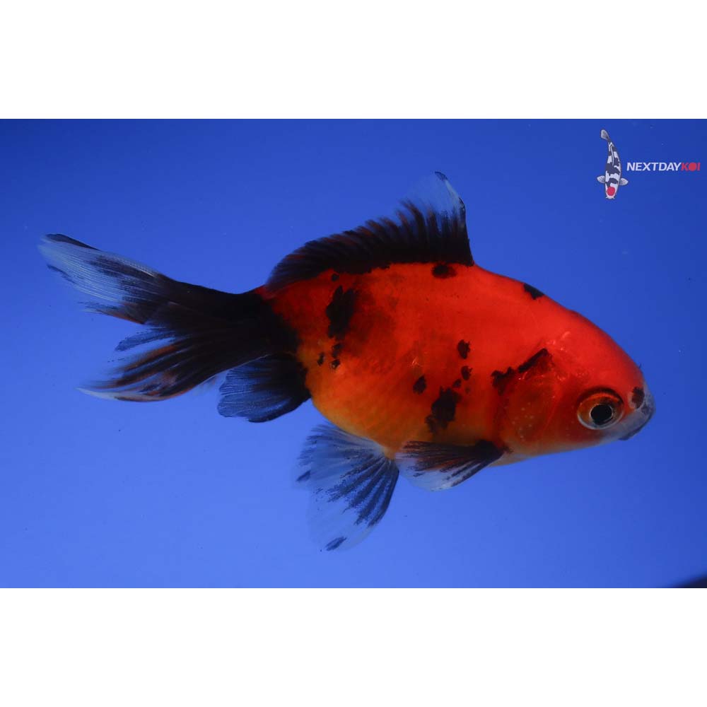 3.5” Imported Male Calico Ryukin