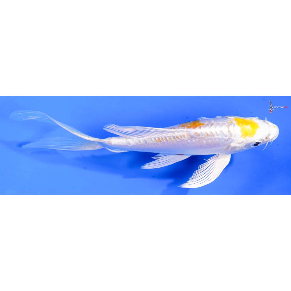 6.5” Imported Doitsu Lemon Hariwake Butterfly Koi