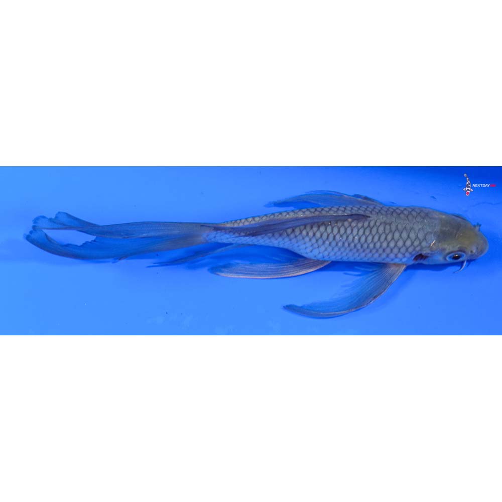 6.5” Imported Soragoi Butterfly Koi