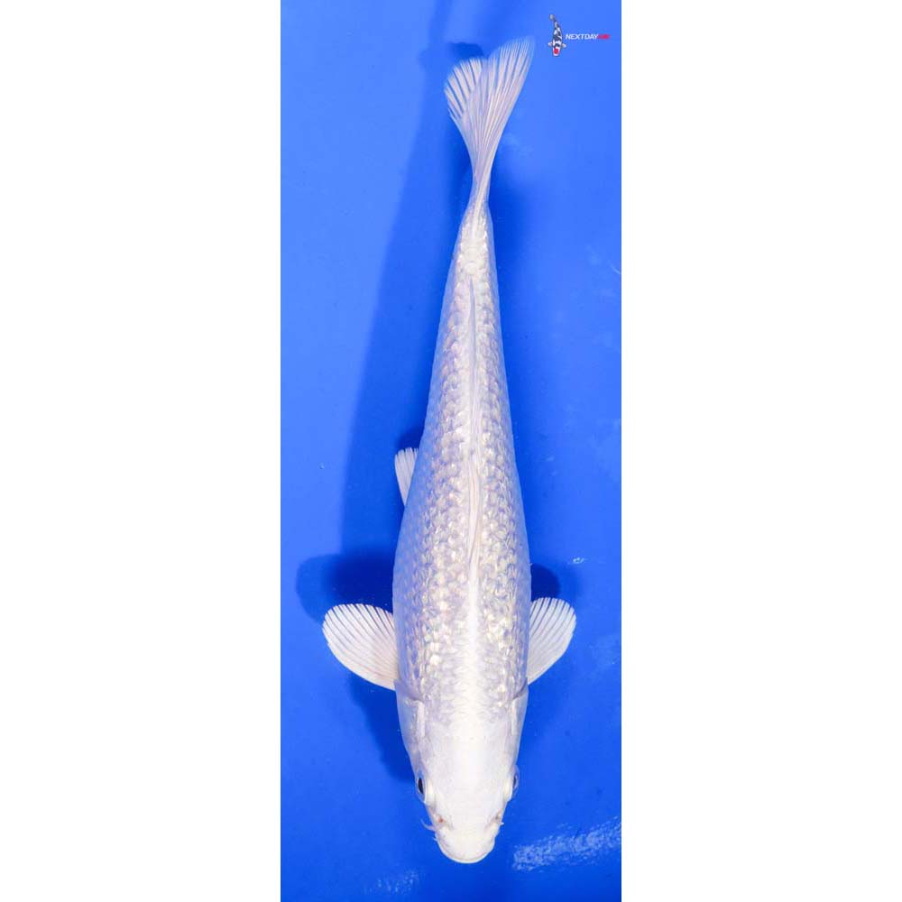 8” Imported Gin Rin Platinum Ogon