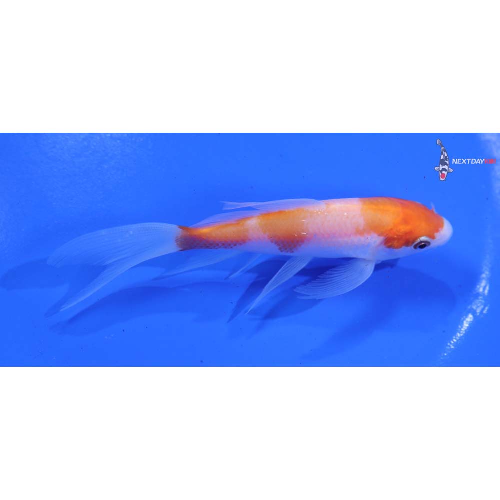 4.5” Imported Kohaku Butterfly Koi