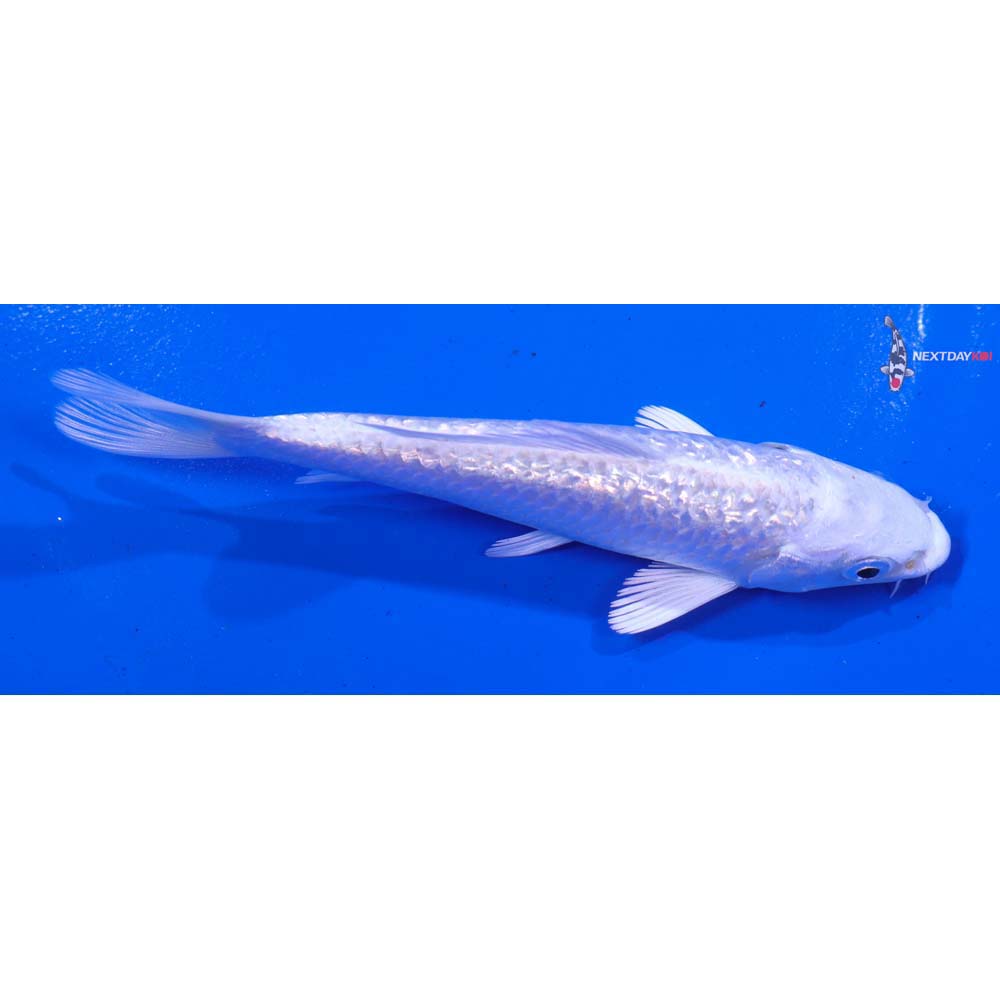 5” Imported Gin Rin Platinum Ogon