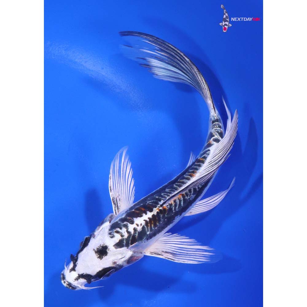 6” Imported Kin Kikokuryu Butterfly Koi