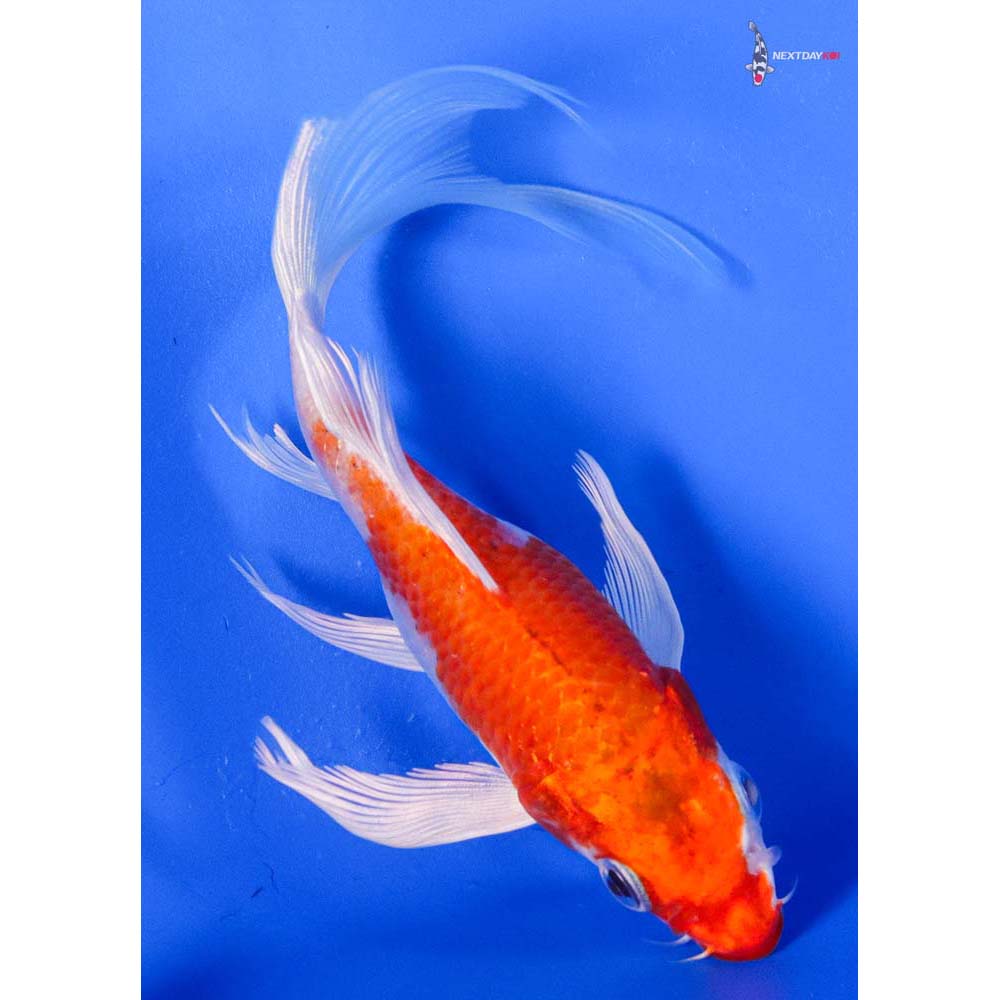 5.5” Imported Hariwake Butterfly Koi