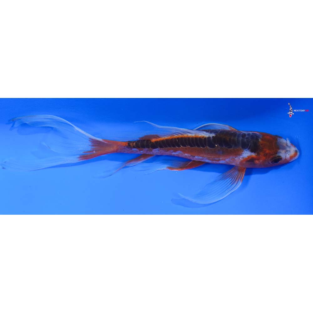 6” Imported Shusui Butterfly Koi