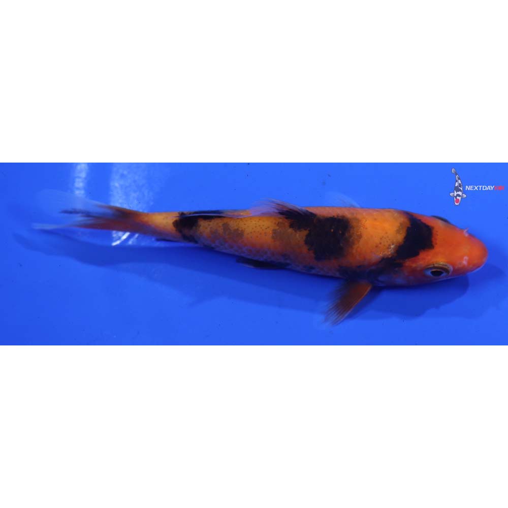 4” Imported Aka Bekko