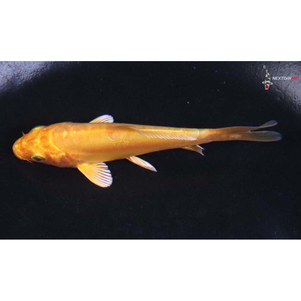 3.5” Imported Doitsu Yamabuki Ogon