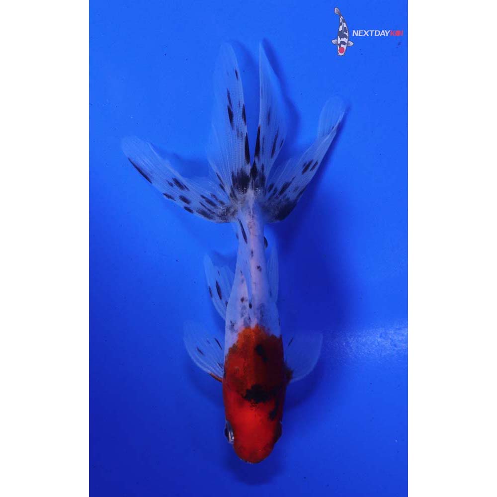 4” Imported Calico Wakin