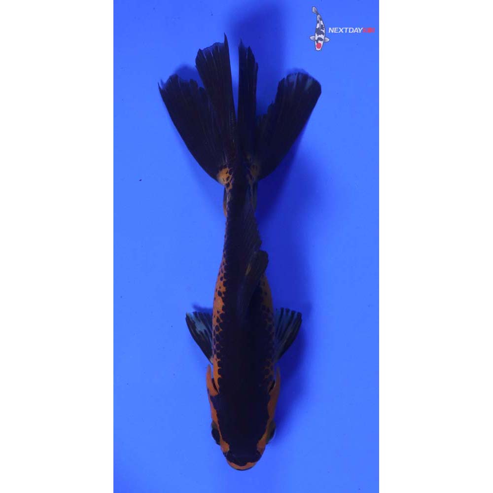 4” Imported Calico Wakin