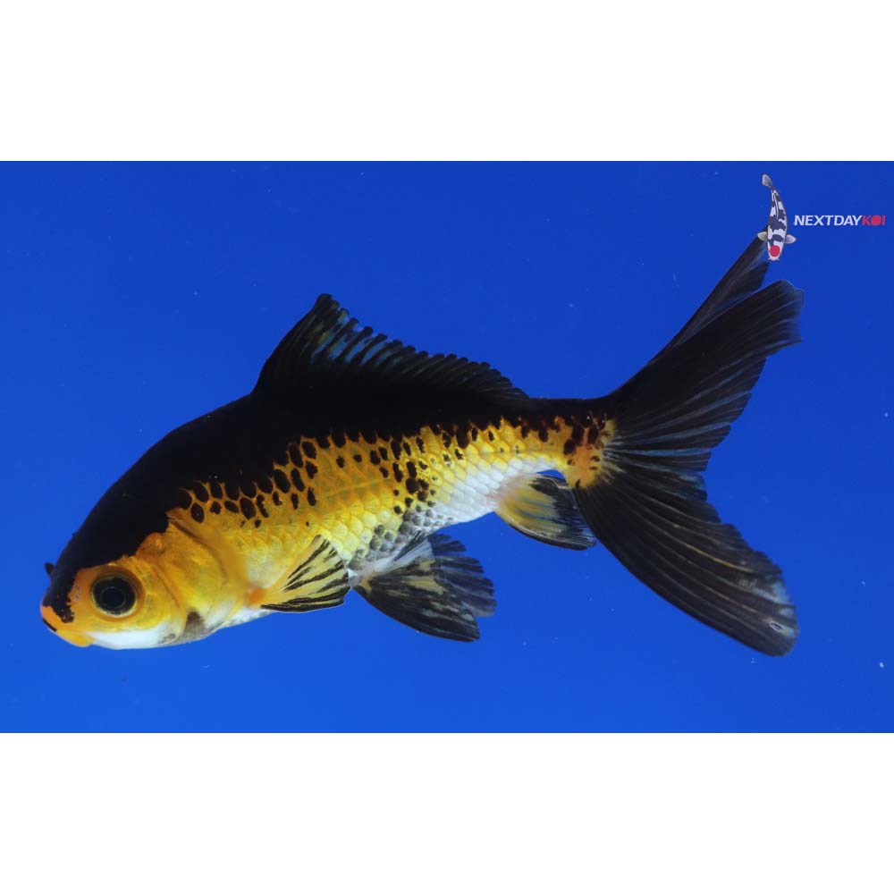 4” Imported Calico Wakin