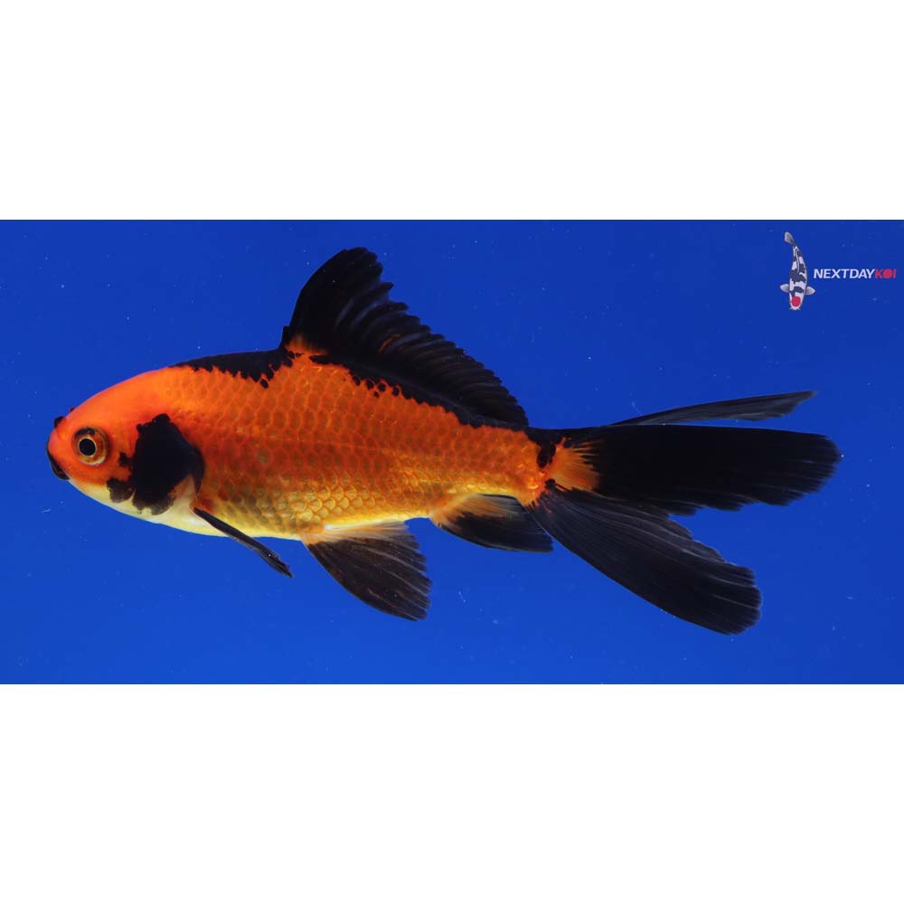 4.5” Imported Red and Black Wakin