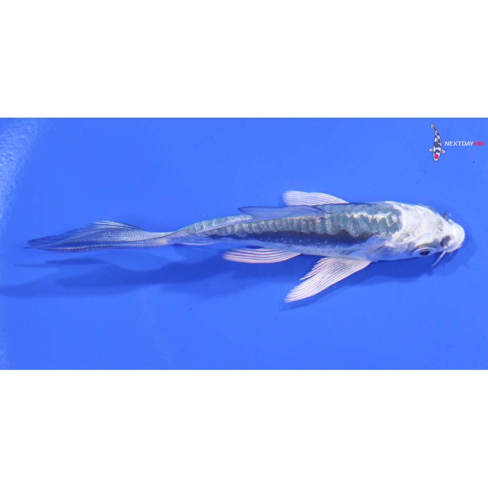 3.5” Imported Kikokuryu Butterfly Koi